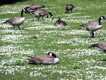 Goose Control Dogs Columbus