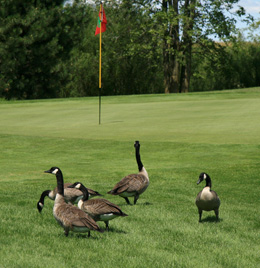 Goose Removal & Repellents Cincinnati OH | Stalk & Awe Geese Management - geese-on-golf-course