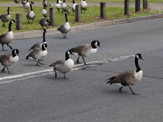 Goose Control & Removal - Dayton Ohio | Stalk & Awe Geese Management - homer1