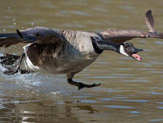 Goose Removal & Repellents Cincinnati OH | Stalk & Awe Geese Management - repeller1