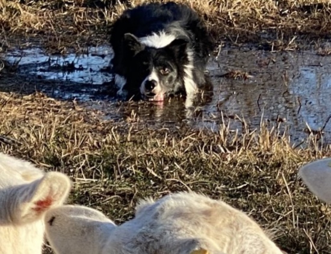 Goose Control Dogs - Dayton Ohio | Stalk & Awe Geese Management - Cregg_the_goose_dog