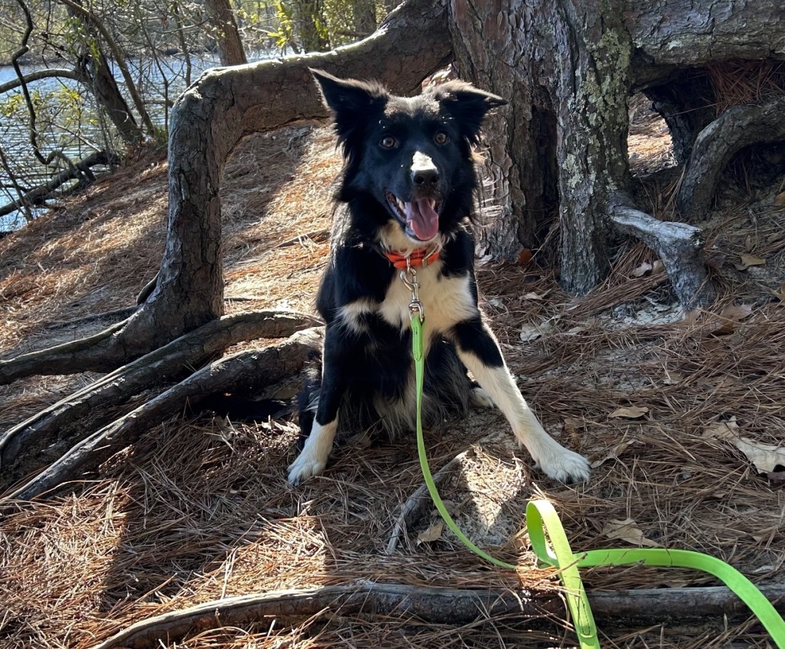 Goose Control Dogs - Dayton Ohio | Stalk & Awe Geese Management - Saga_the_goose_dog