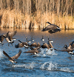 Canada Geese Management Services Ohio | Stalk & Awe Geese Management - canadian-geese-problem
