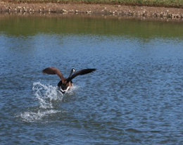 Goose Deterrents Dayton Ohio | Stalk & Awe Geese Management - deterrent1