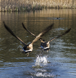 Goose Control Dogs - Dayton Ohio | Stalk & Awe Geese Management - goose-control-management-service