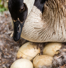 Goose Removal & Repellents Cincinnati OH | Stalk & Awe Geese Management - goose-eggs-in-nest