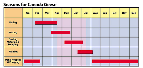 Canada Geese Management Services Ohio | Stalk & Awe Geese Management - goose_management_calendar