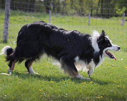 Goose Control Dogs - Dayton Ohio | Stalk & Awe Geese Management - gruve2