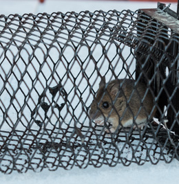 Humane Wildlife Removal Dayton Ohio | Stalk & Awe Geese Management - wildlife-control